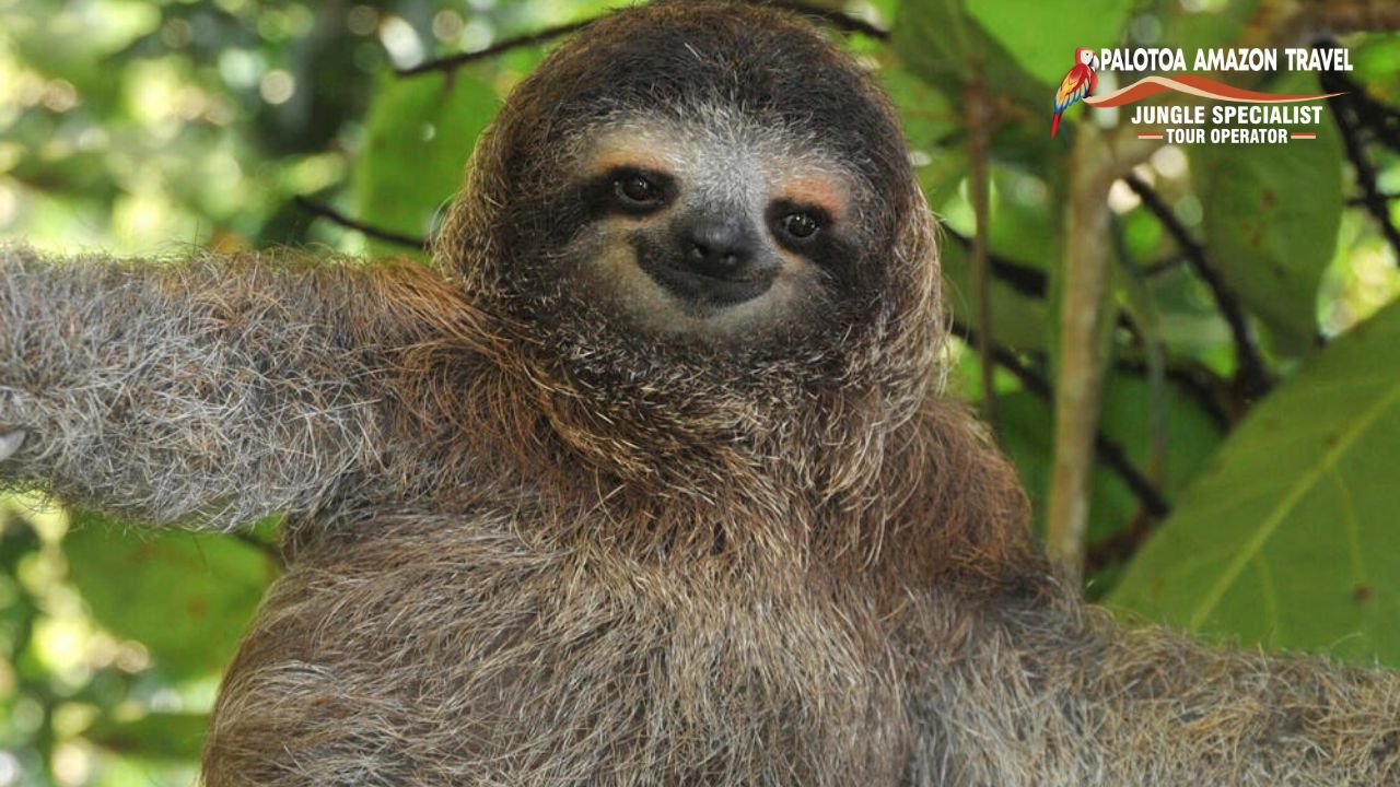 sloth species