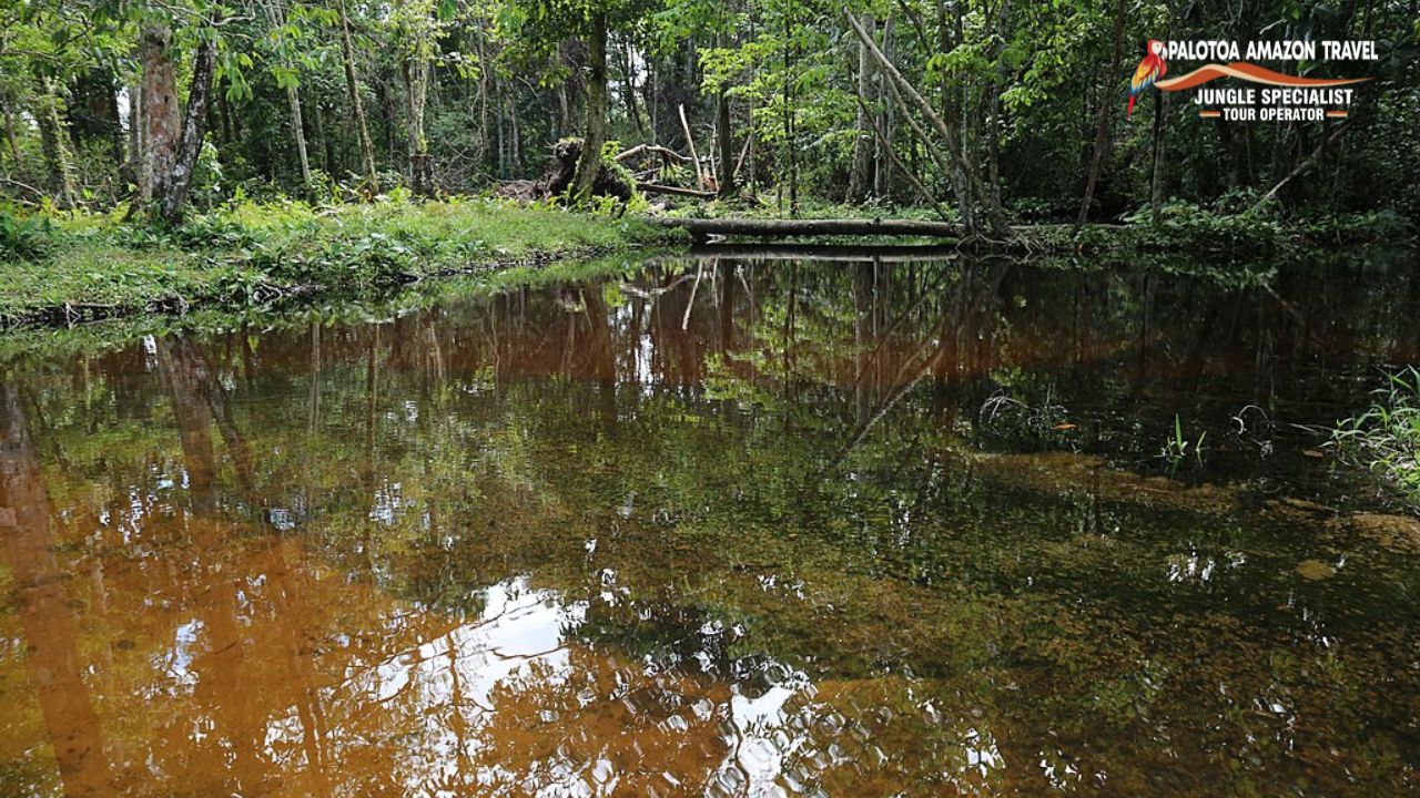 smallest river in amazon rainforest