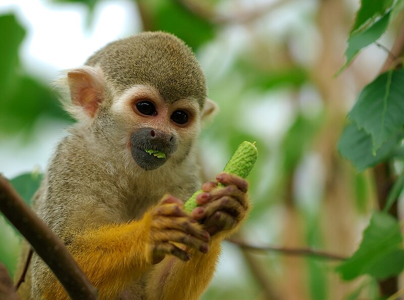 squirrel monkey manu park