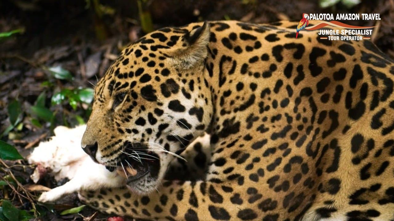 what does jaguars eat