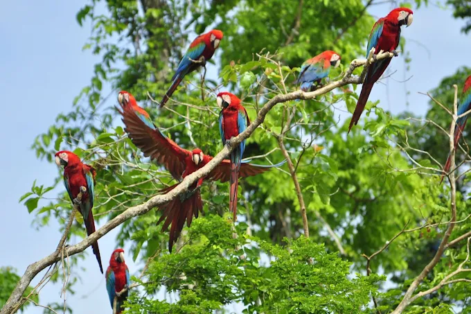 Best Manu National Park tours