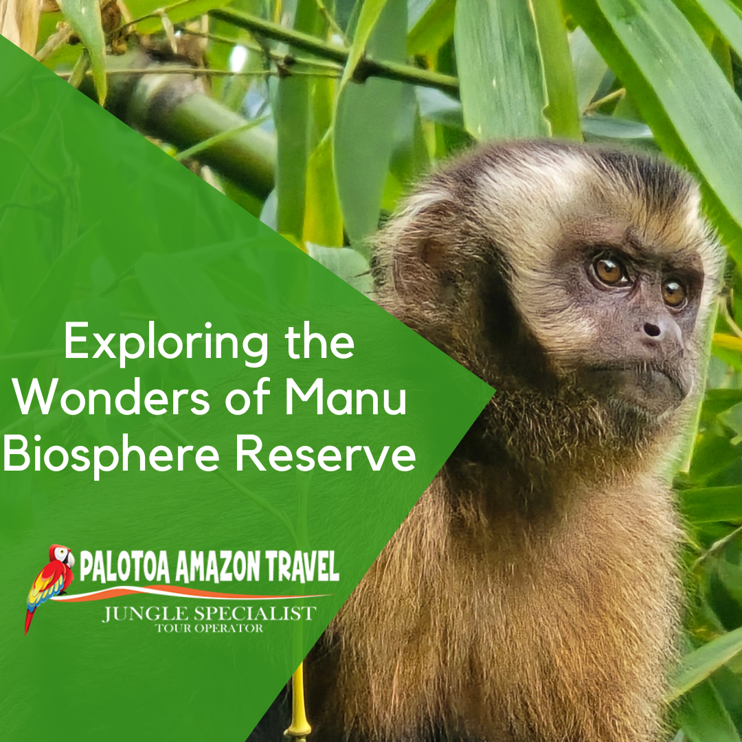 Exploring the Wonders of Manu Biosphere Reserve