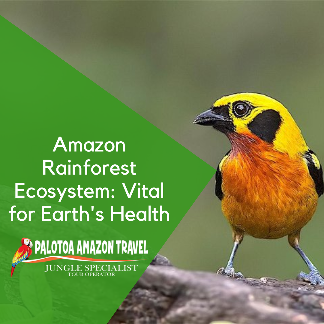 Amazon Rainforest Ecosystem: Vital for Earth's Health