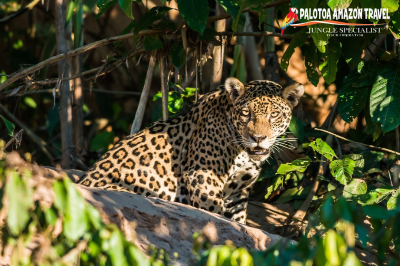 Manu UNESCO Biosphere Reserve