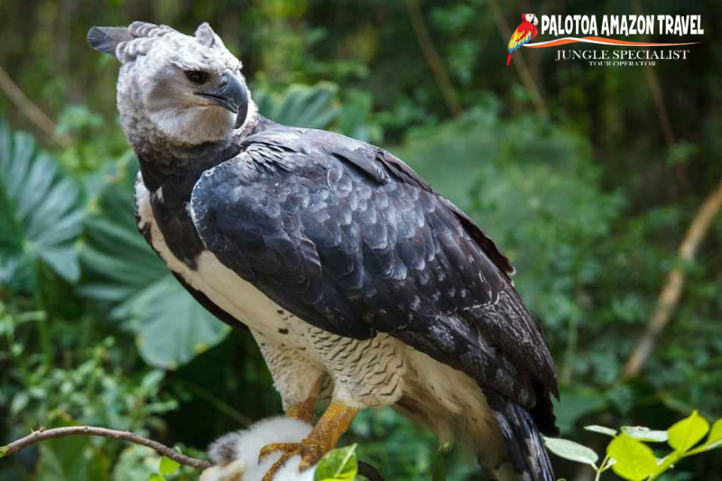 Manu UNESCO Biosphere Reserve