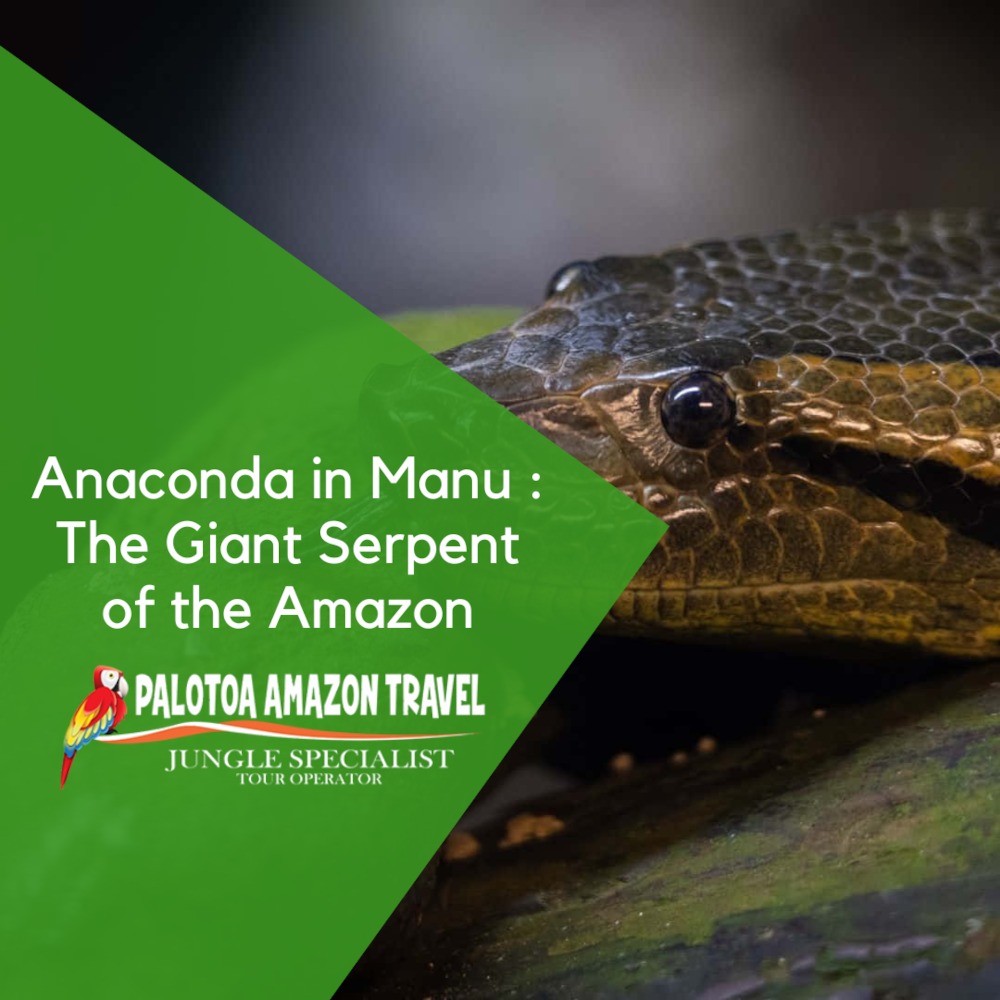 Anacondas In Manu