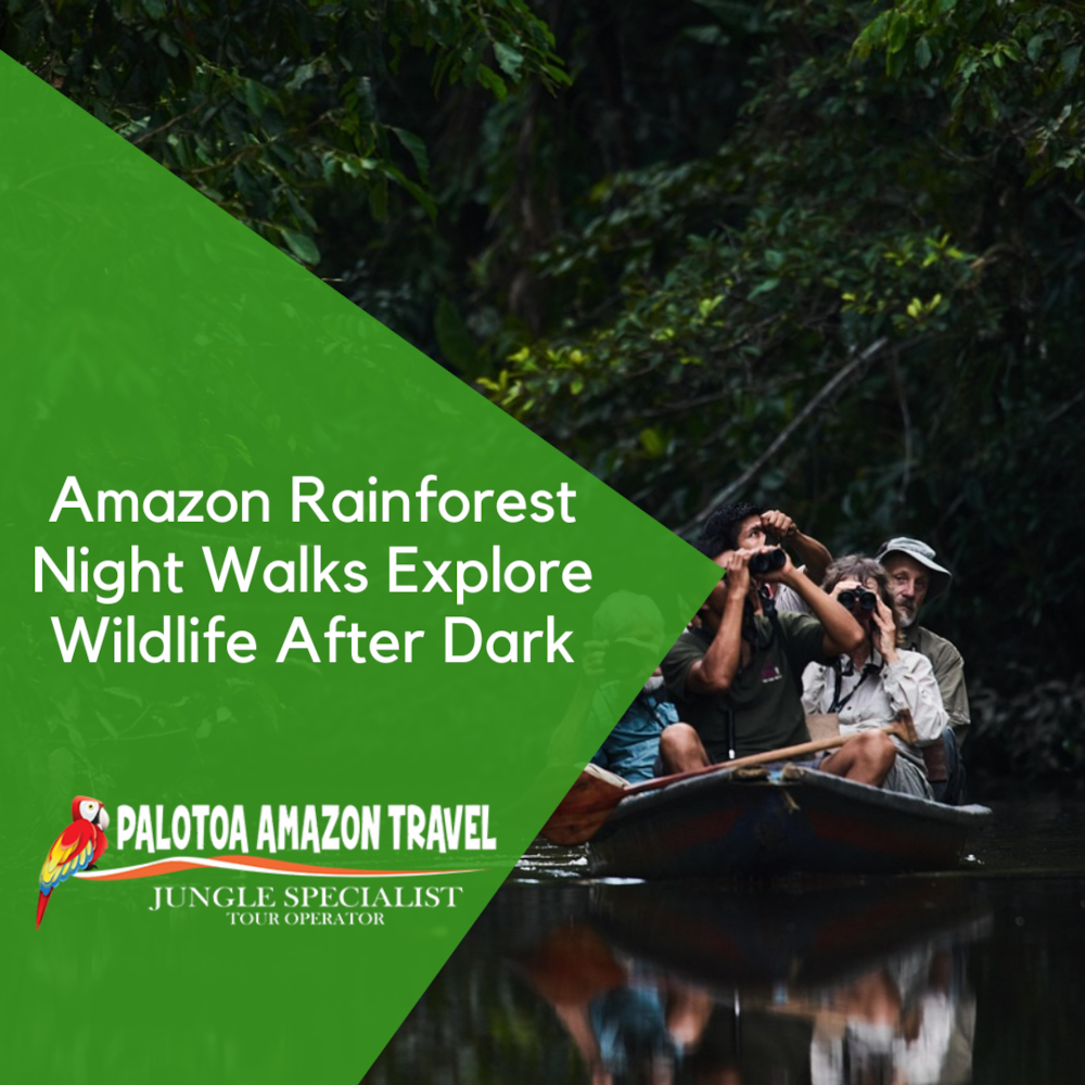 Amazon Rainforest Night Walks