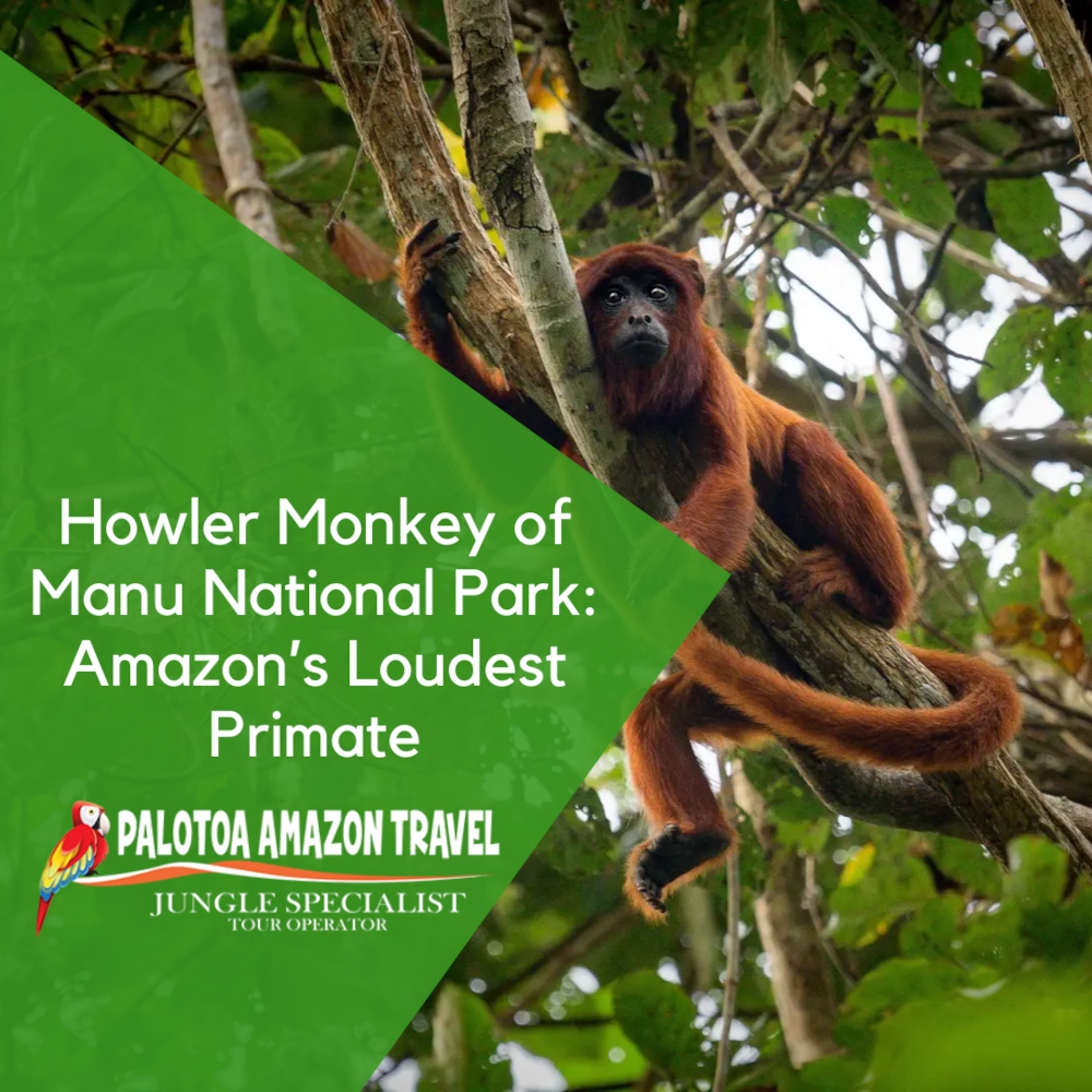 Howler Monkey