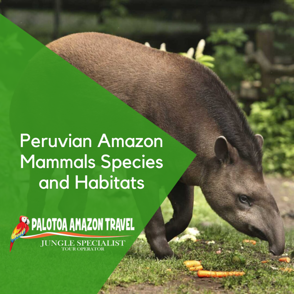 Peruvian Amazon Mammals