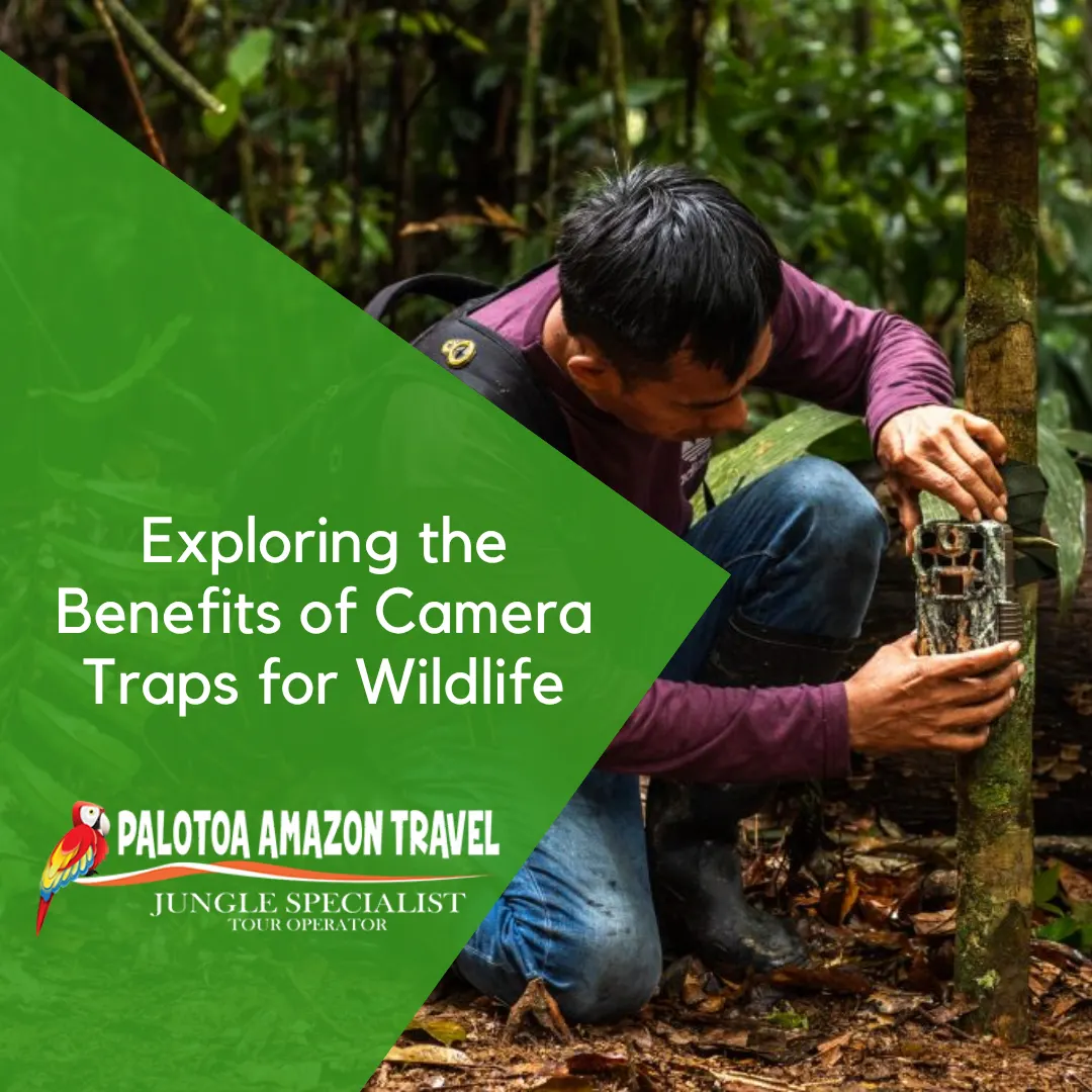 camera traps for wildlife