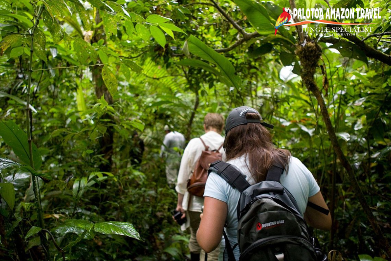 Safety in the Amazon Jungle