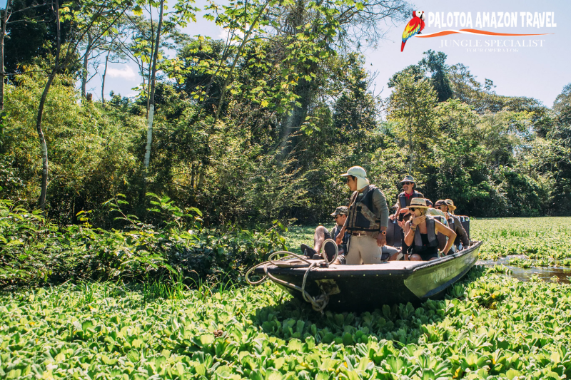 Safety in the Amazon Jungle