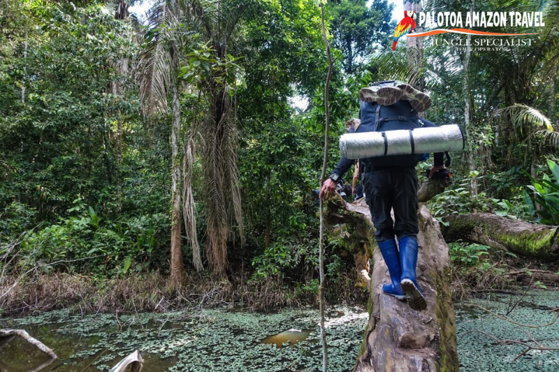 Safety in the Amazon Jungle