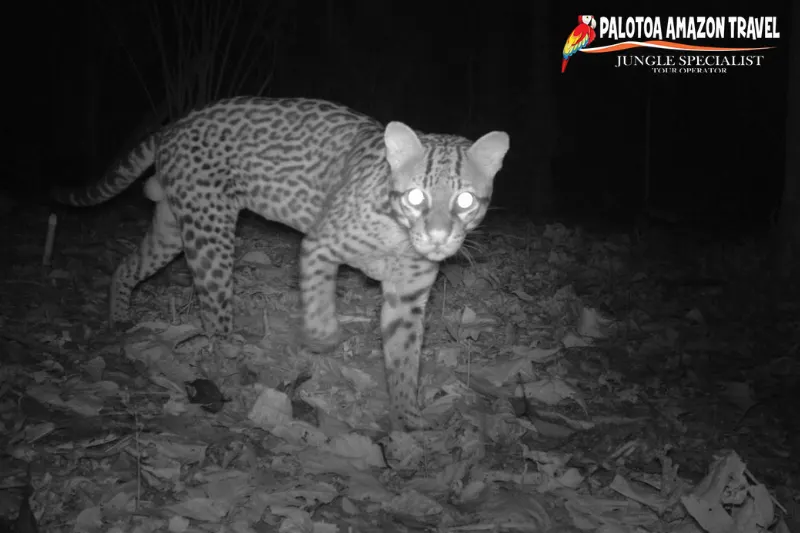 camera traps for wildlife
