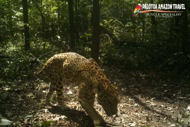 camera traps for wildlife