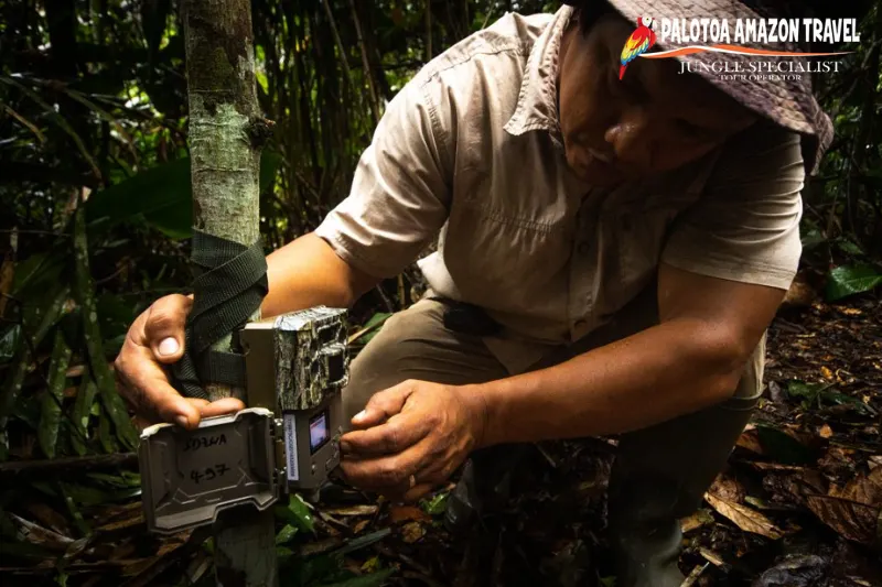 camera traps for wildlife