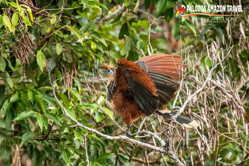 manu biosphere reserve 
