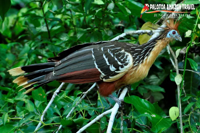 manu biosphere reserve 