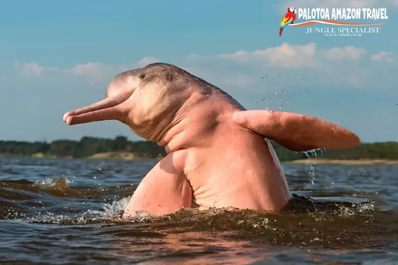 why are pink dolphins
