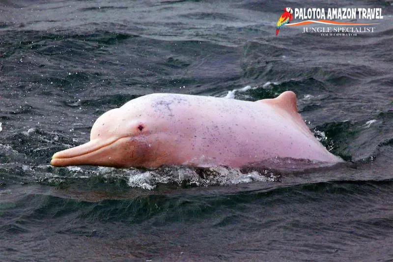 why are pink dolphins