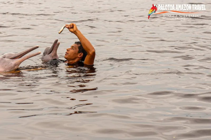 why are pink dolphins