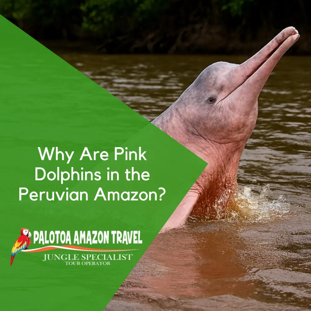 why are pink dolphins