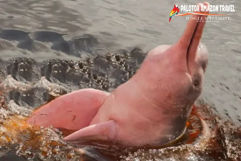 why are pink dolphins
