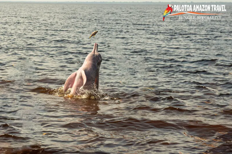 why are pink dolphins