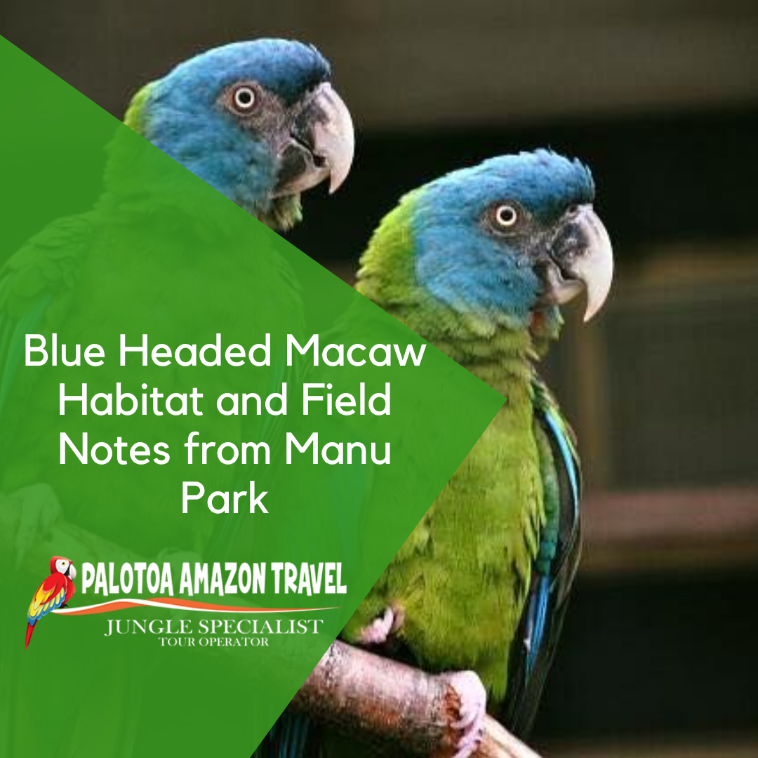 Blue Headed Macaw