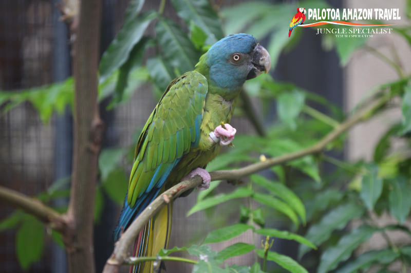 Blue Headed Macaw