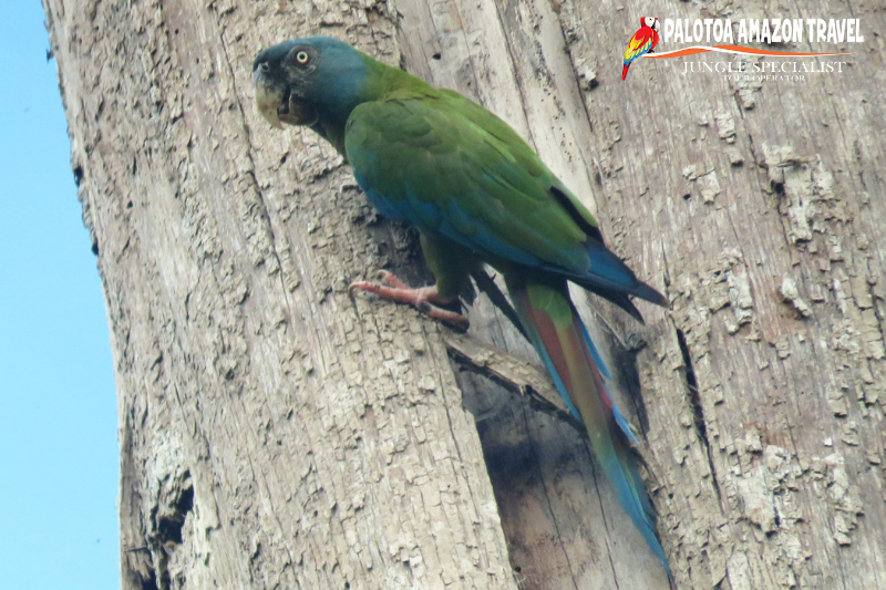 Blue Headed Macaw