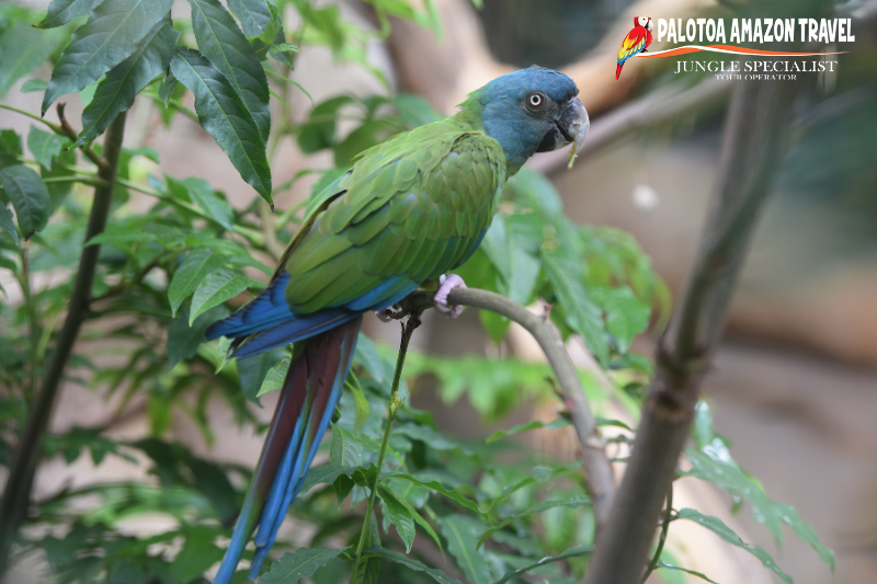 Blue Headed Macaw