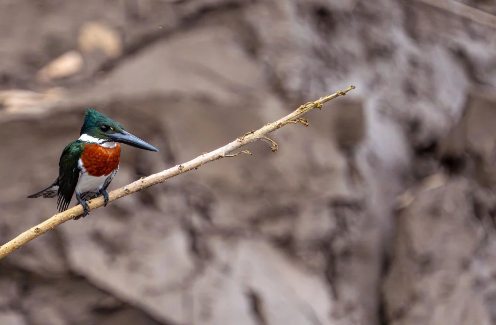 Amazon Kingfisher