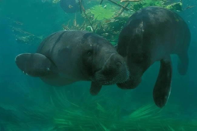 Amazonian Manatee
