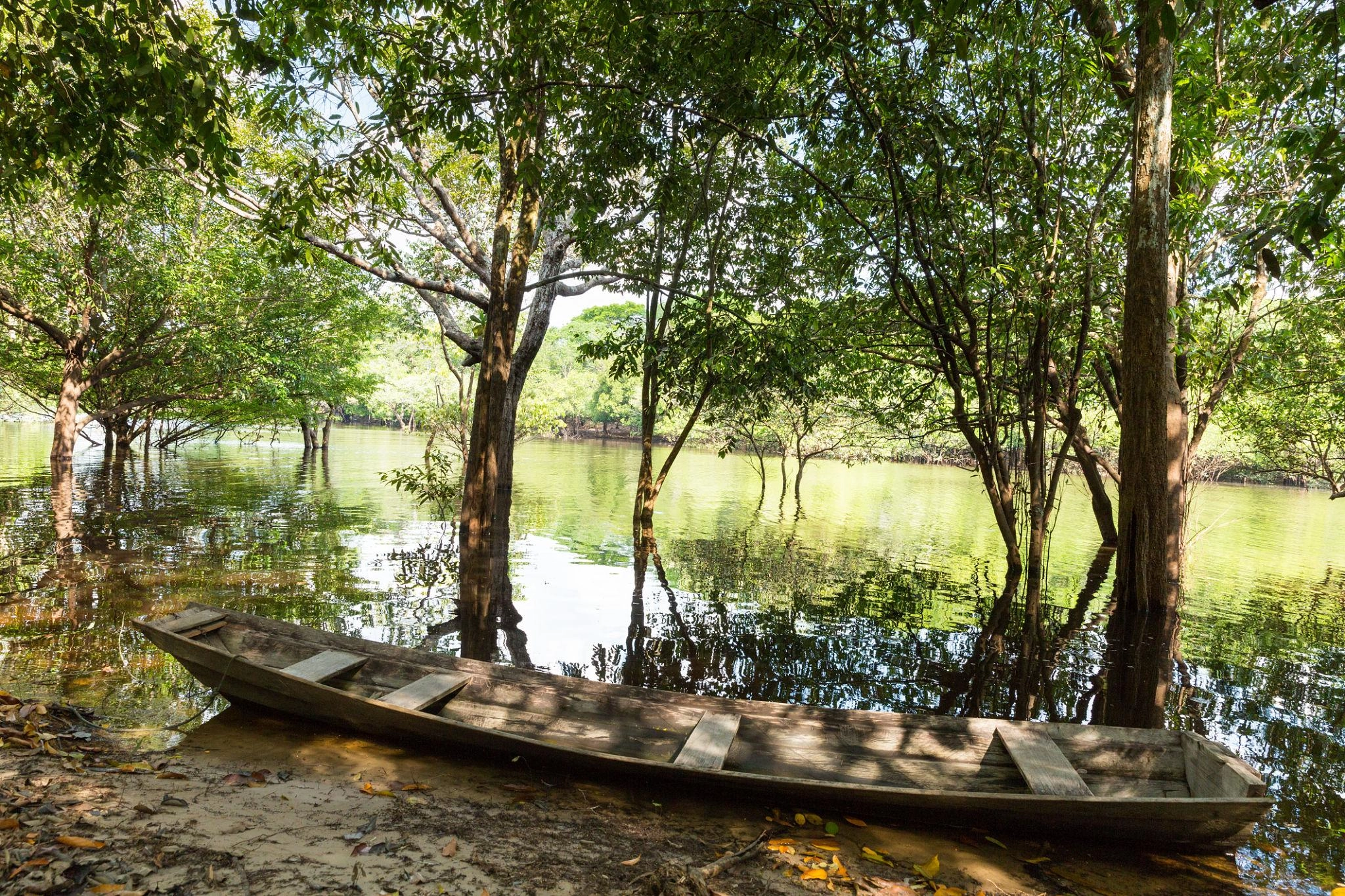 amazon flooded forest