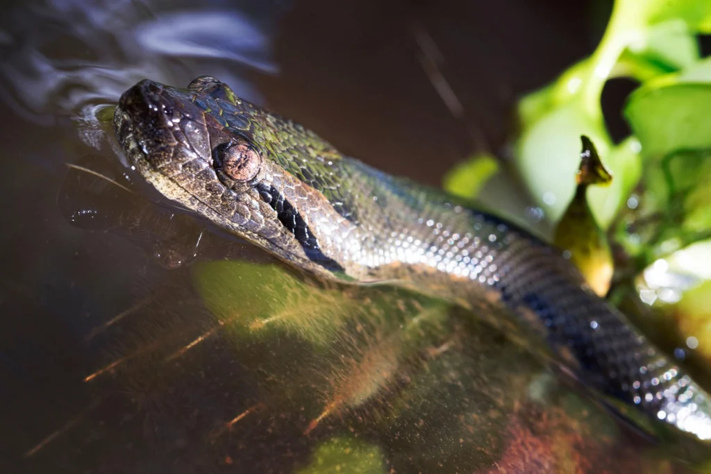 Green Anaconda