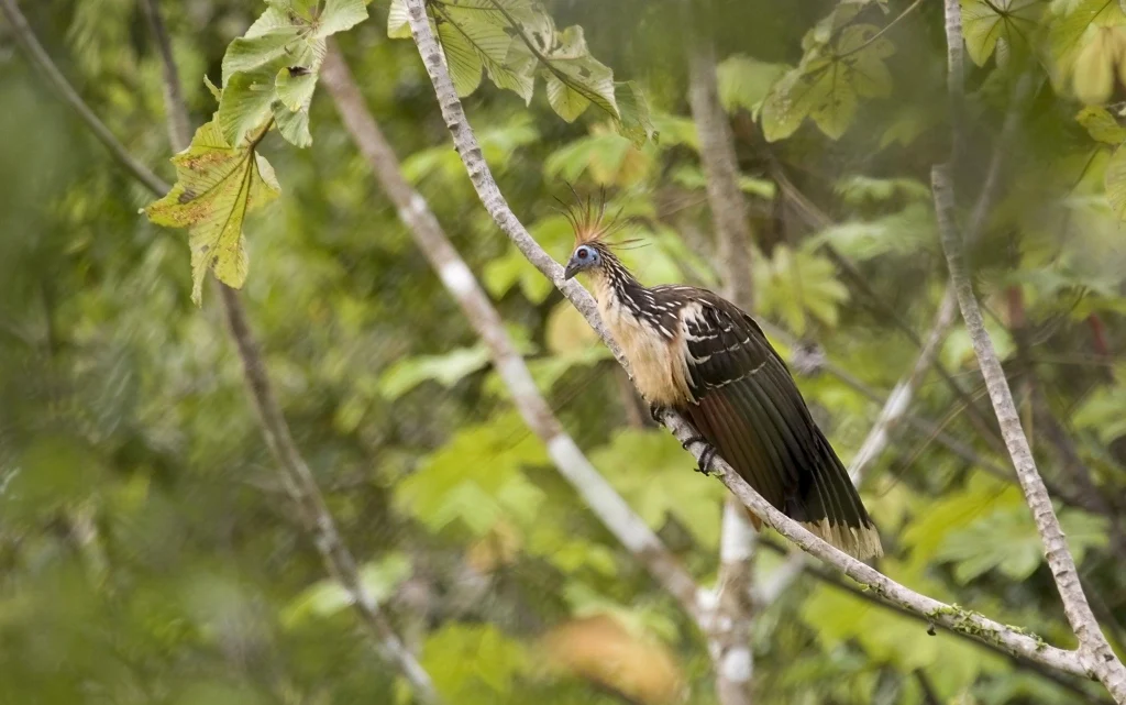 Hoatzin