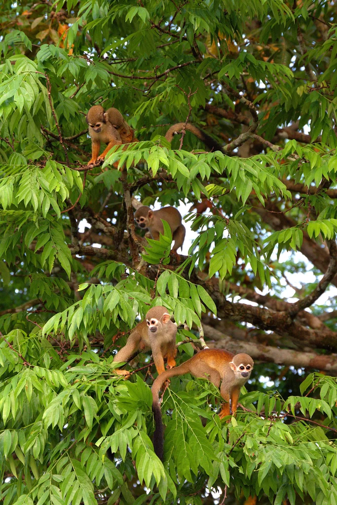  Squirrel Monkey