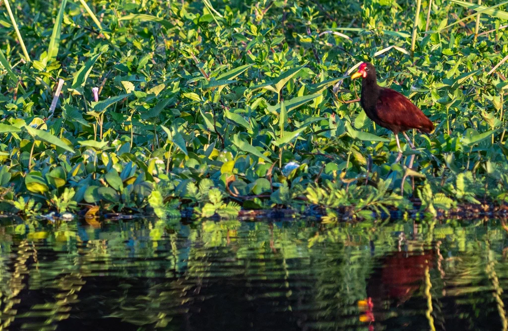 Wattled Jacana