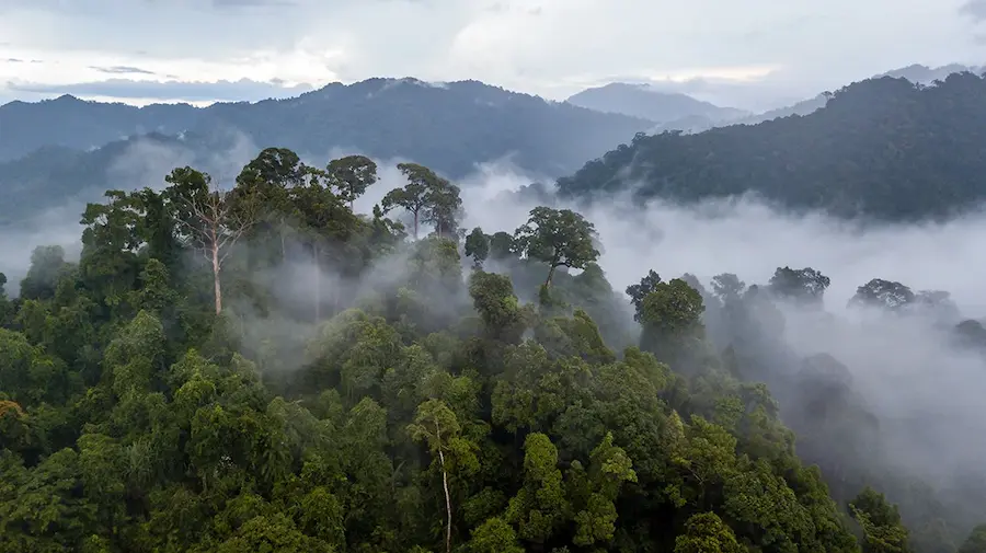 When is the rainy season in the Amazon rainforest?