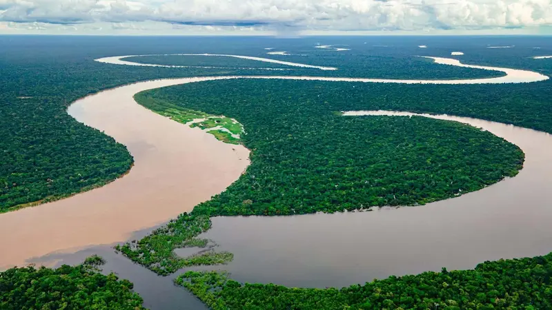 Top 10 Animals of the Amazon Rainforests You Should Know