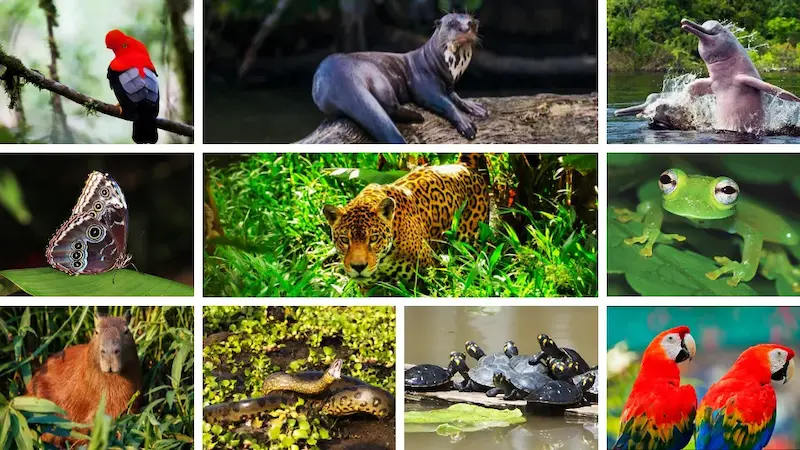 Top 10 Animals of the Amazon Rainforests You Should Know