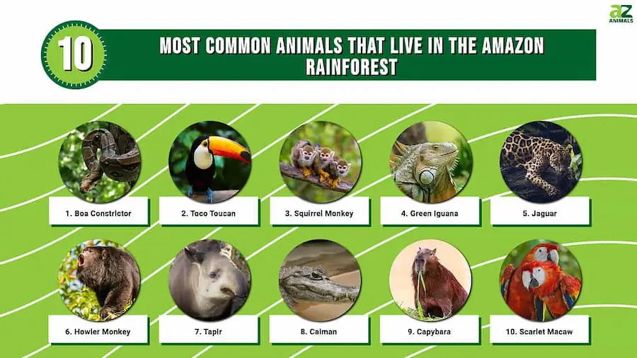 Top 10 Animals of the Amazon Rainforests You Should Know