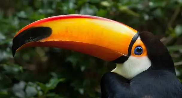 Where Can You See Animals of the Amazon Rainforests in Peru?