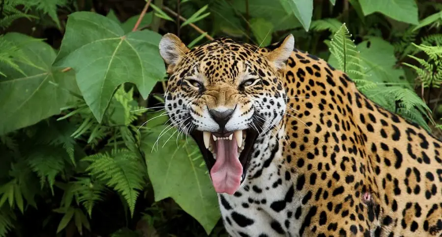Why Are the Animals of the Amazon Rainforests So Unique?