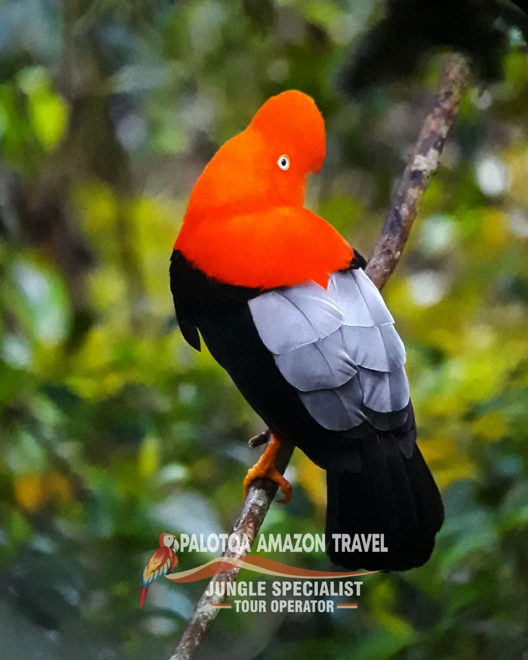 Explore the Amazon's Most Majestic Birds