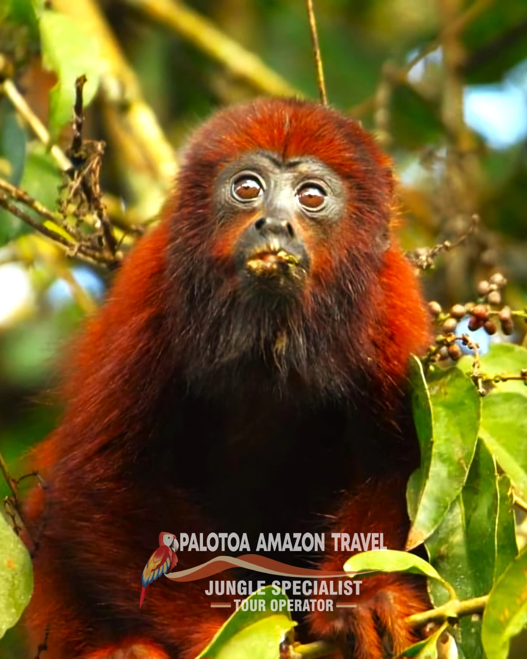 Explore the Heart of Tambopata's Jungle