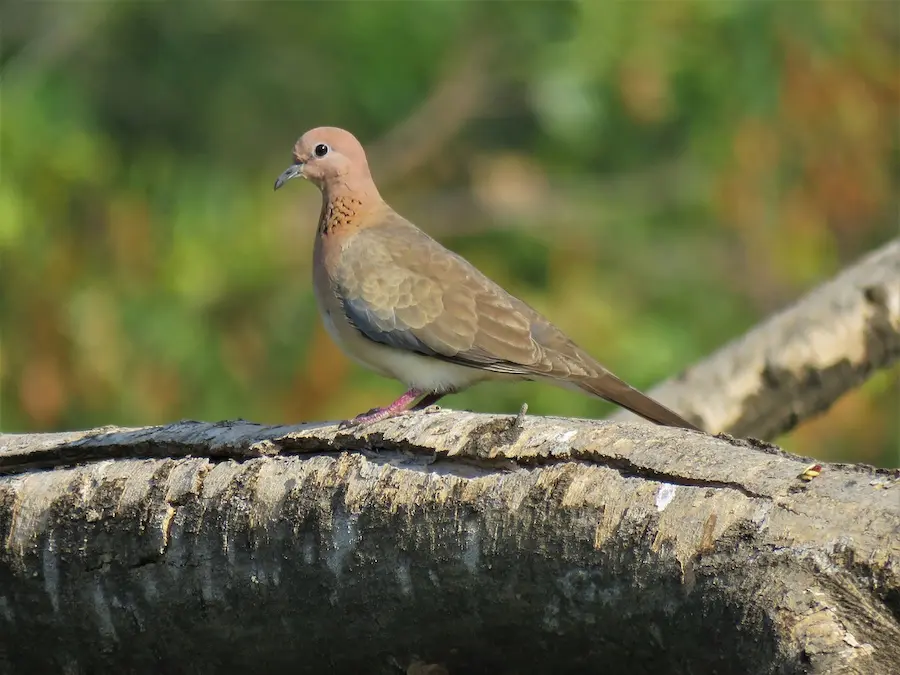 Local Birding Knowledge