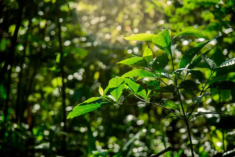 What These Amazonian Myths Tell Us About the Jungle
