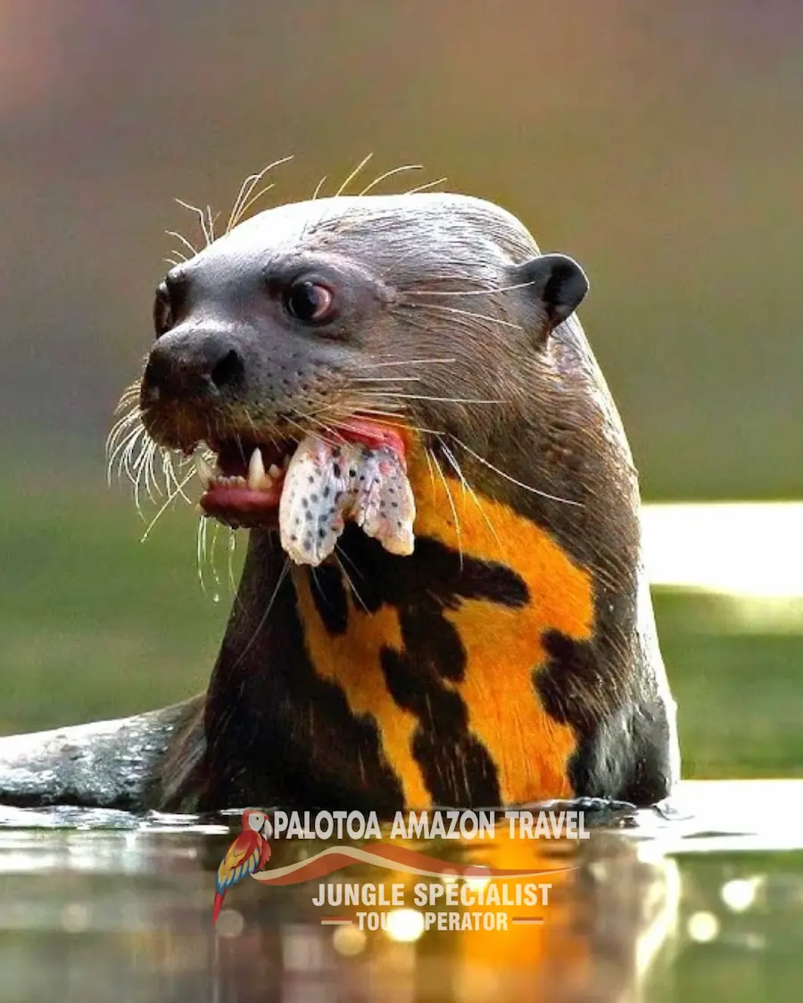 Wildlife Adventures in the Reserved Zone